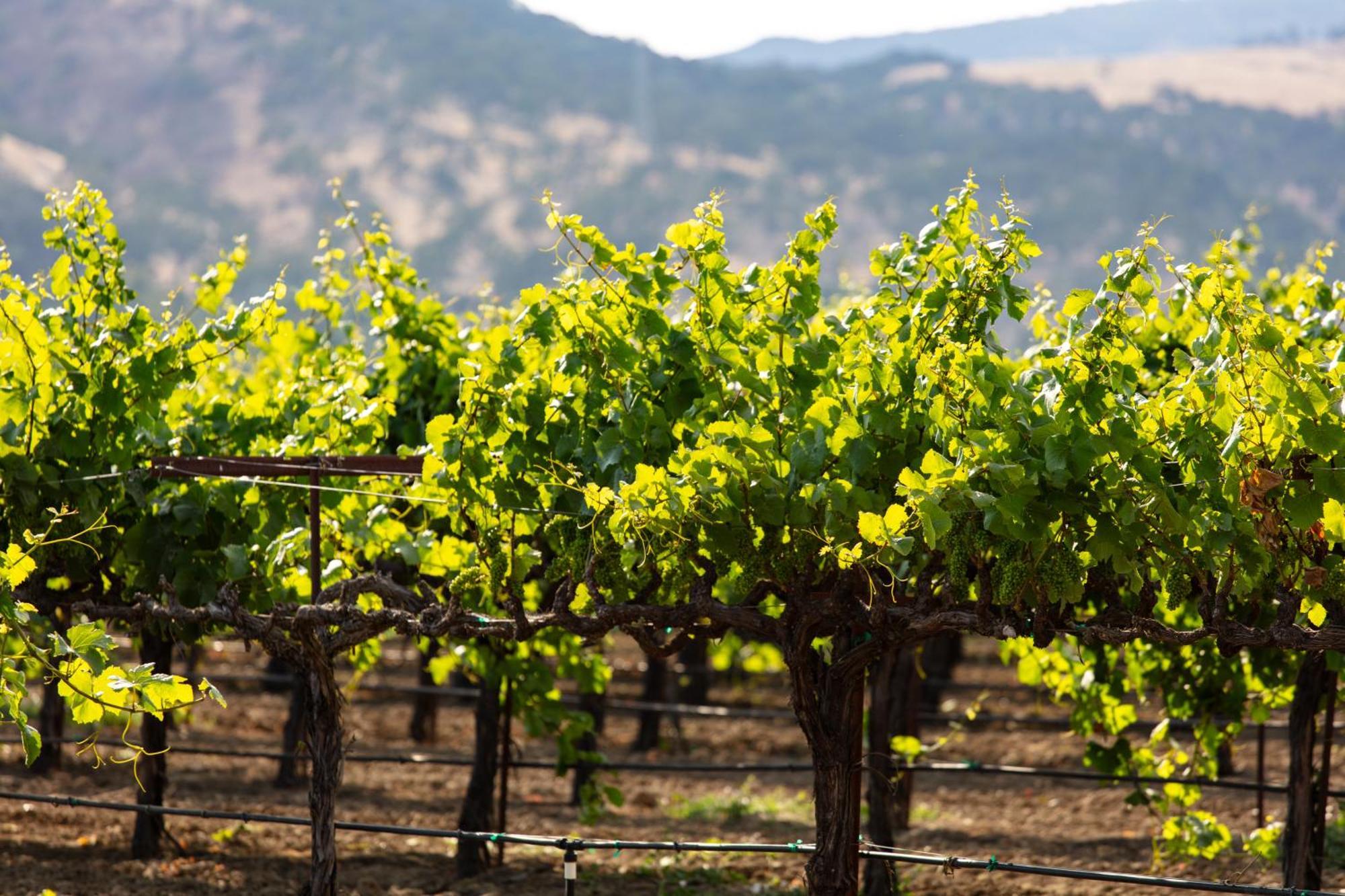 Homewood Suites By Hilton Fairfield-Napa Valley Area Cordelia Экстерьер фото